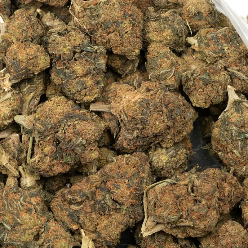 Mango Haze strain - Image 2